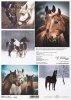 Schronisko w Korabiewicach, fotografie zwierząt, konie, Joanna Laskowska*Shelter in Korabiewice, photographs of animals, horses, Joanna Laskowska*Tierheim in Korabiewice, Fotografien von Tieren, Pferde, Joanna Laskowska*Refugio en Korabiewice, fotografías